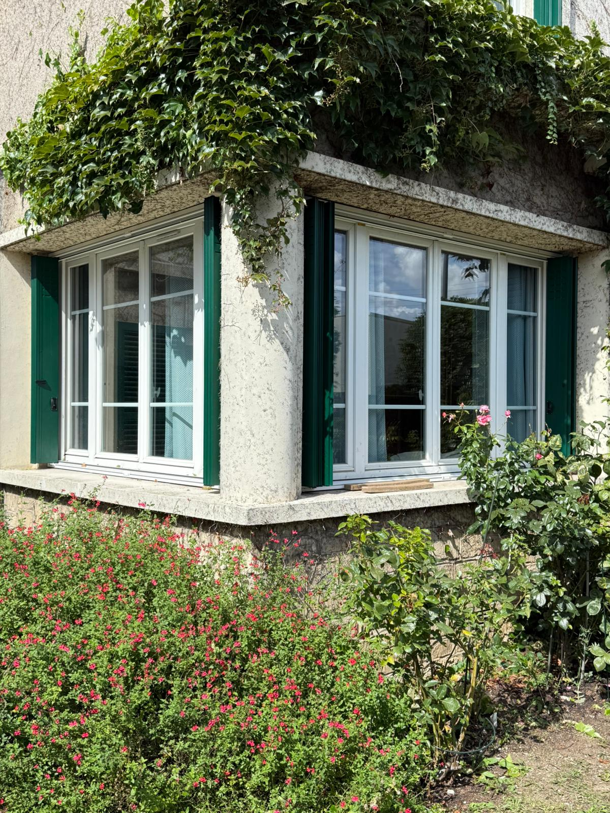 Fenêtres blanches à petits bois avec volets battants verts, façade pierre, lierre et buissons fleuris